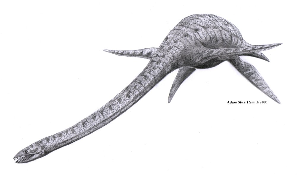 Elasmosaurus (Almost like a larger Plesiosaurus)